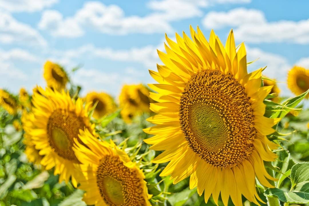 The Dangers of Painting in Excessive Heat The Dangers of Painting in Excessive Heat